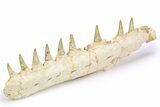Mosasaur (Eremiasaurus?) Jaw with Nine Teeth - Morocco #260369-2